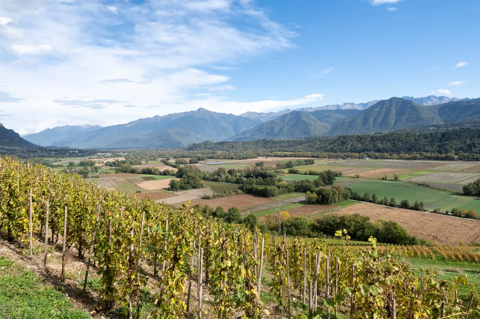Terraced vines under the Alps